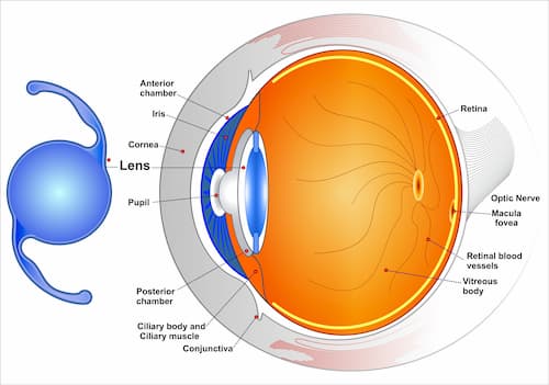 IOL Eye diagram